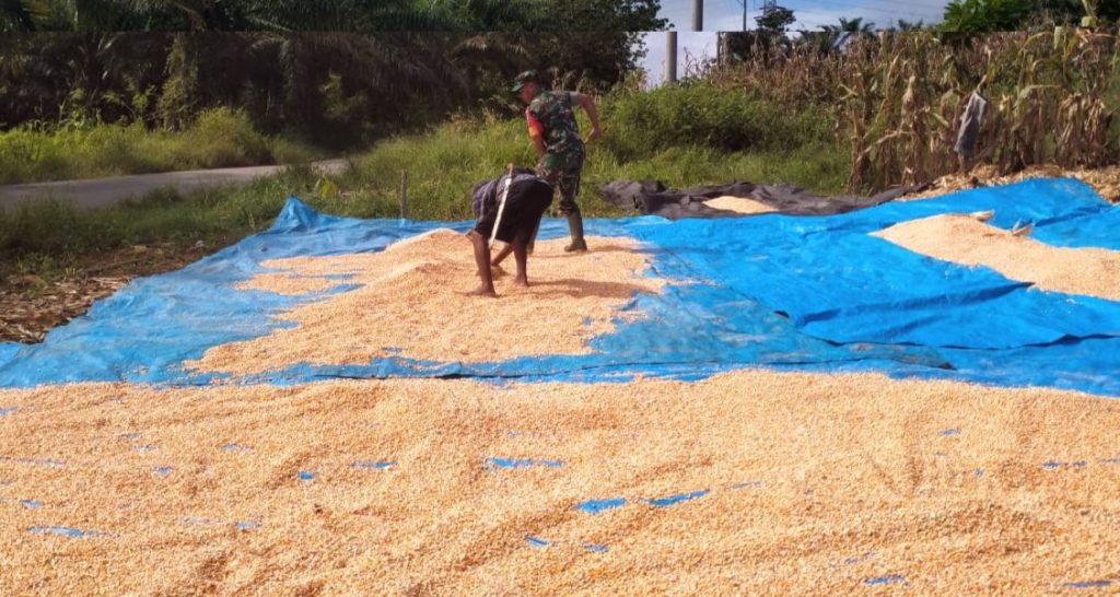 Tingkatkan Sinergitas, Babinsa Koramil 1427-03/Baras Dampingi Warga Panen Jagung