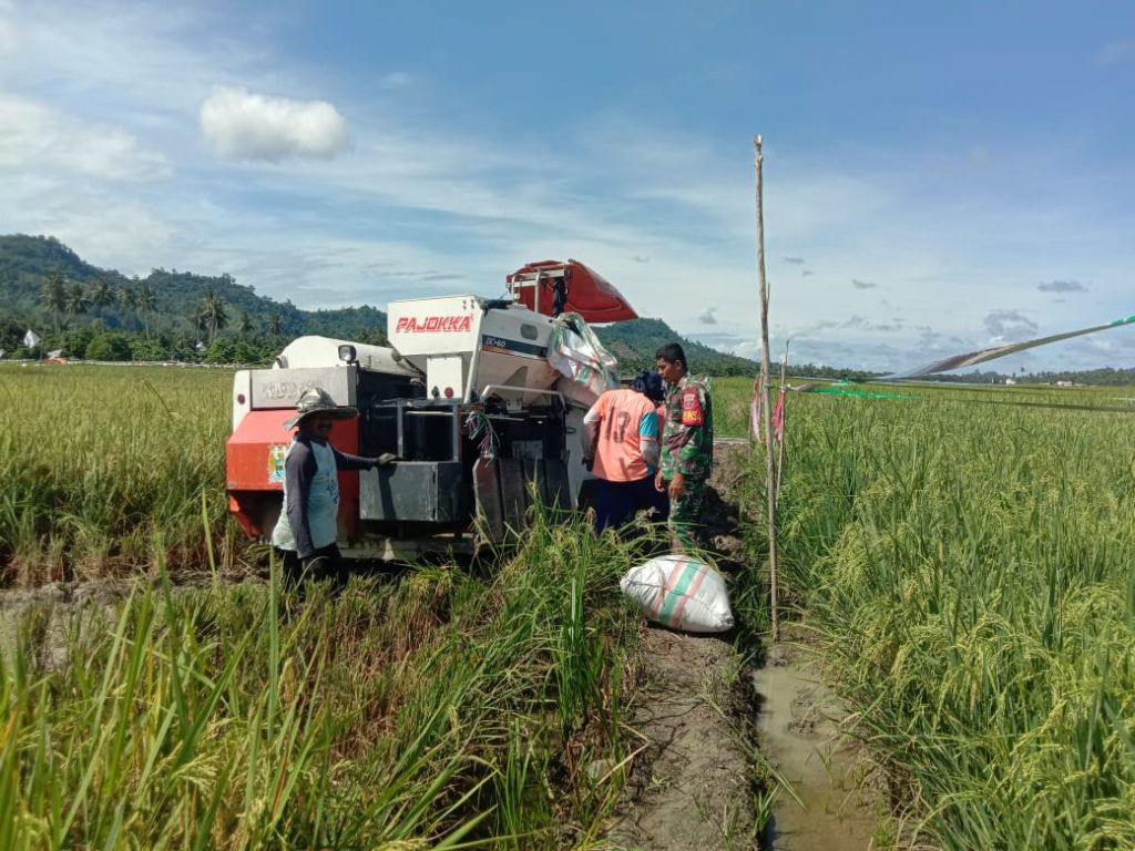 Babinsa Bambalamotu Mendampingi Petani Gunakan Alat Panen Padi Modern