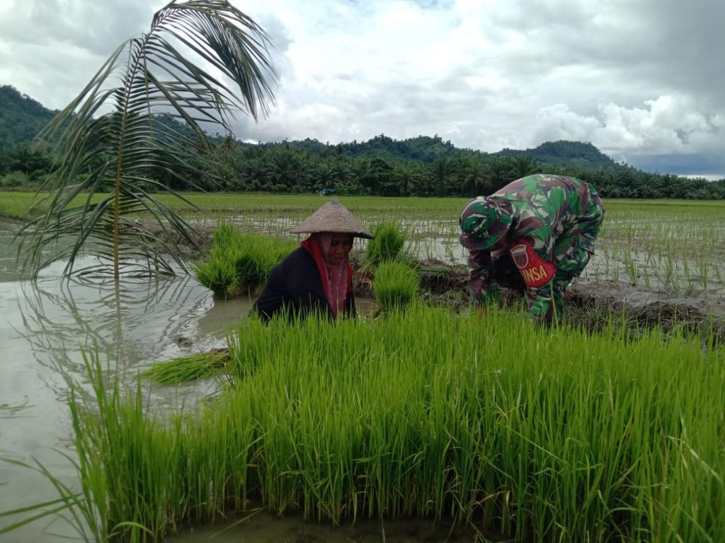 Babinsa Bambalamotu Sumbangkan Tenaga Membantu Petani Padi